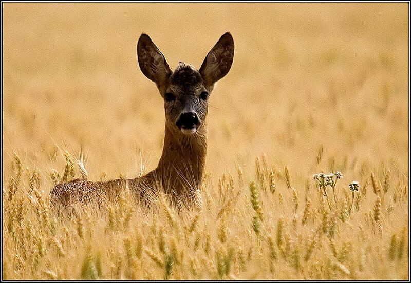 Roe Deer in Field — Yellow