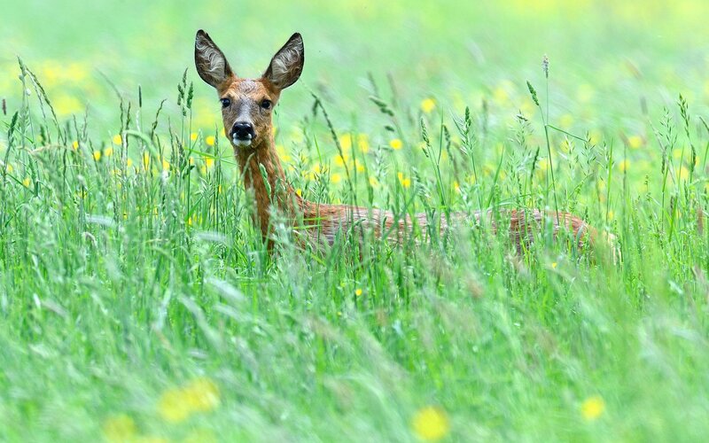 Roe Deer in Grass — Green, Calm, Spring