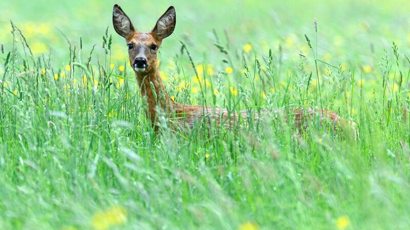 Roe Deer in Grass — Green, Calm