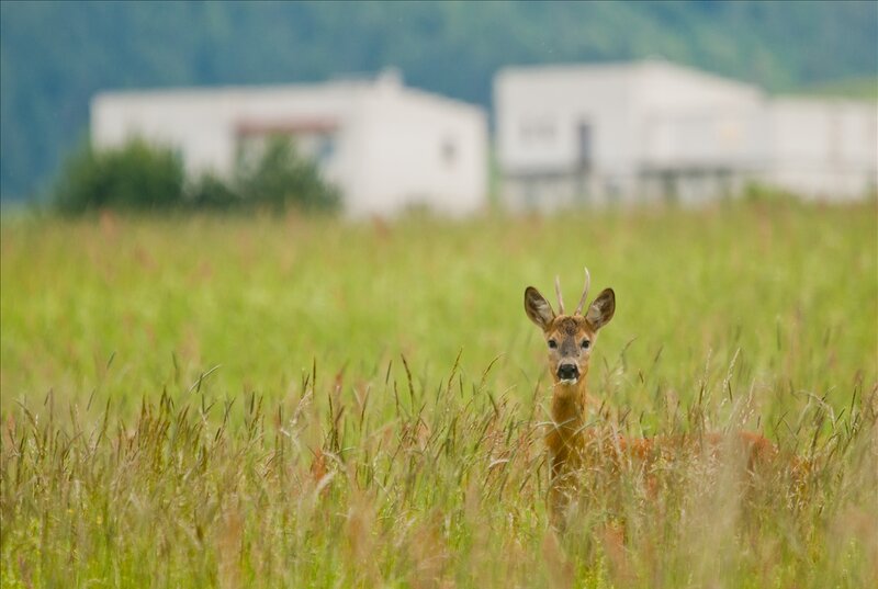Roe Deer in Grass — Green