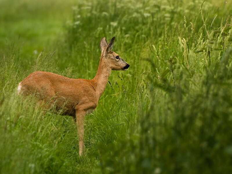 Roe Deer in Grass