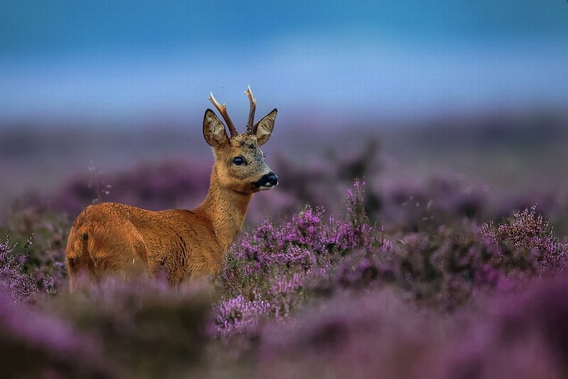 Roe Deer in Heather