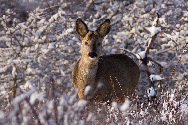 Roe Deer in Snow