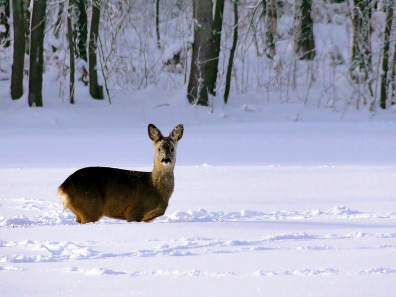 Roe Deer in Snow — White