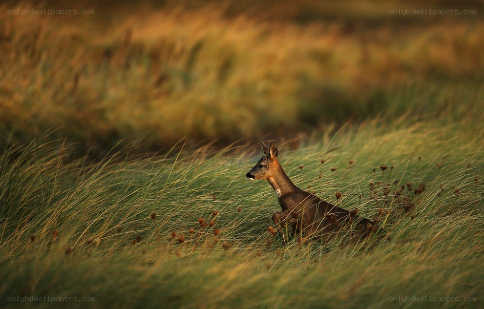 Roe deer in tall grass