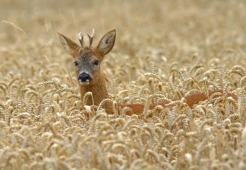 Roe Deer in Wheat Field — Brown