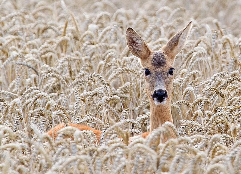 Roe Deer in Wheat Field