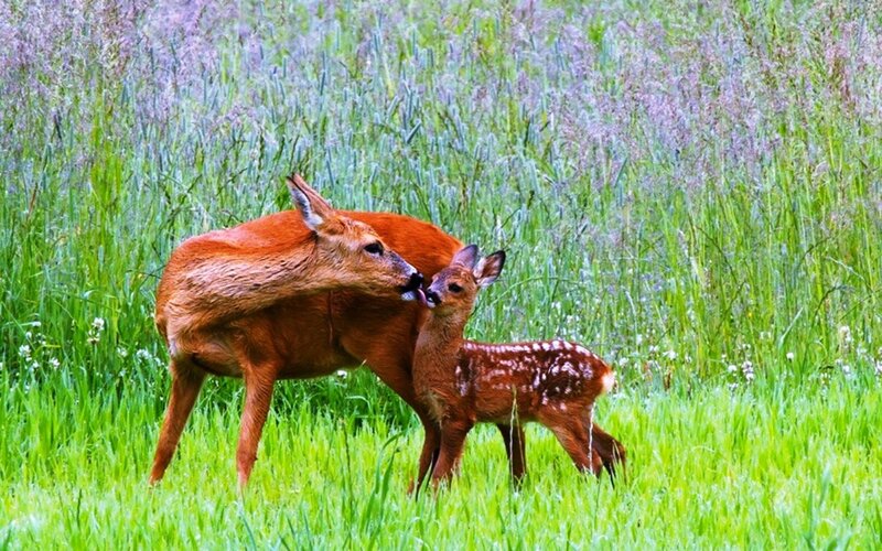 Roe Deer Mother and Fawn