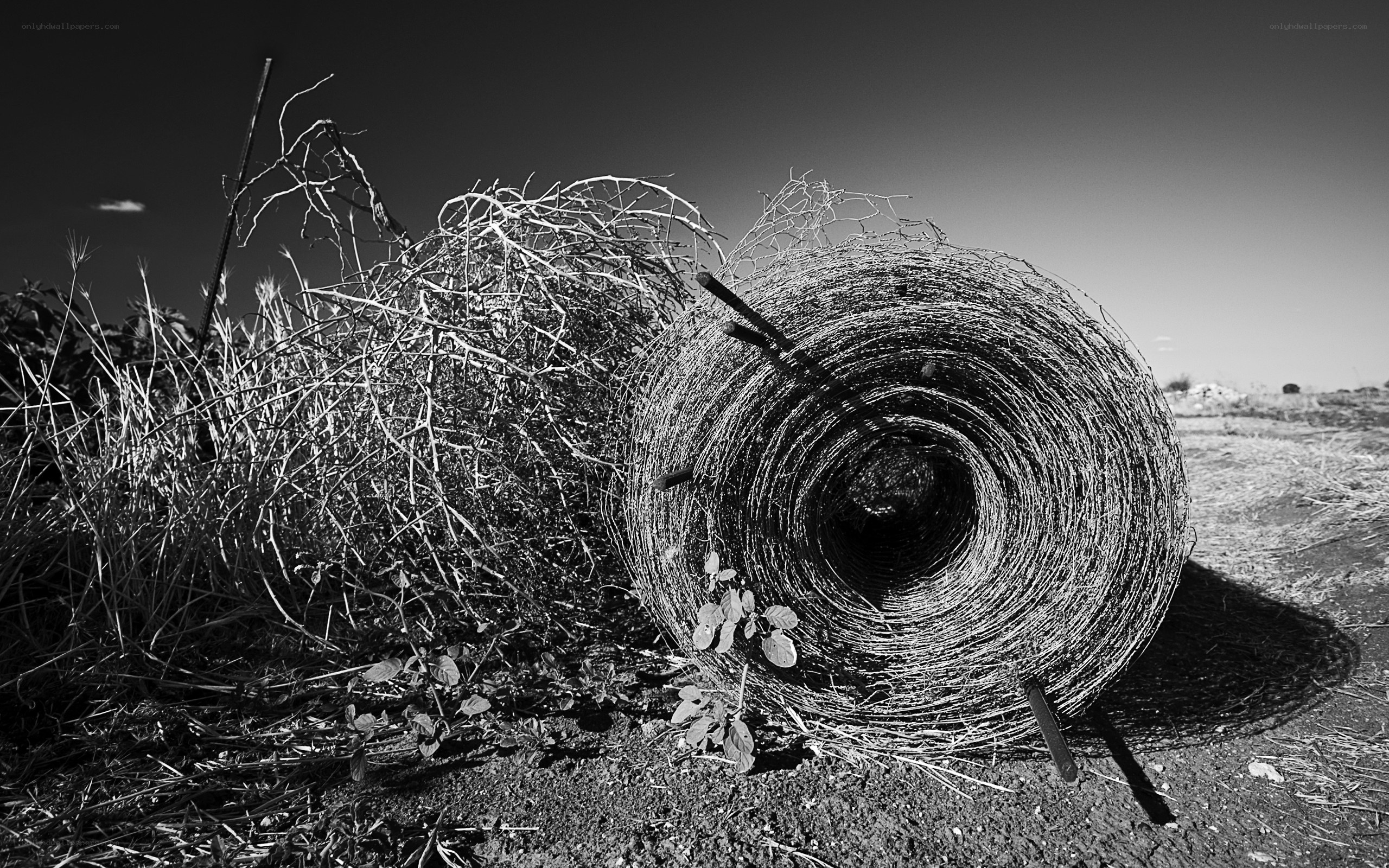 Roll of barbed wire in field