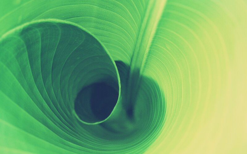 Rolled Green Leaf