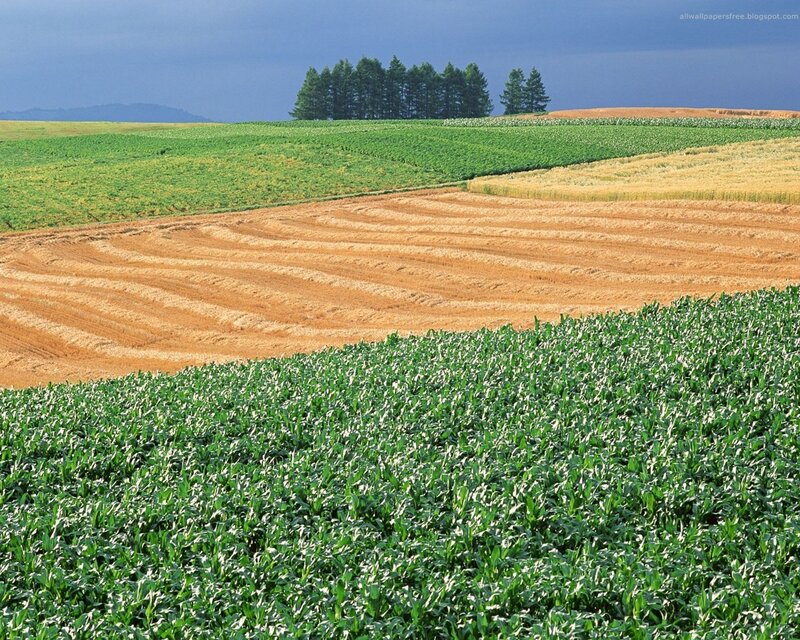Rolling agricultural fields