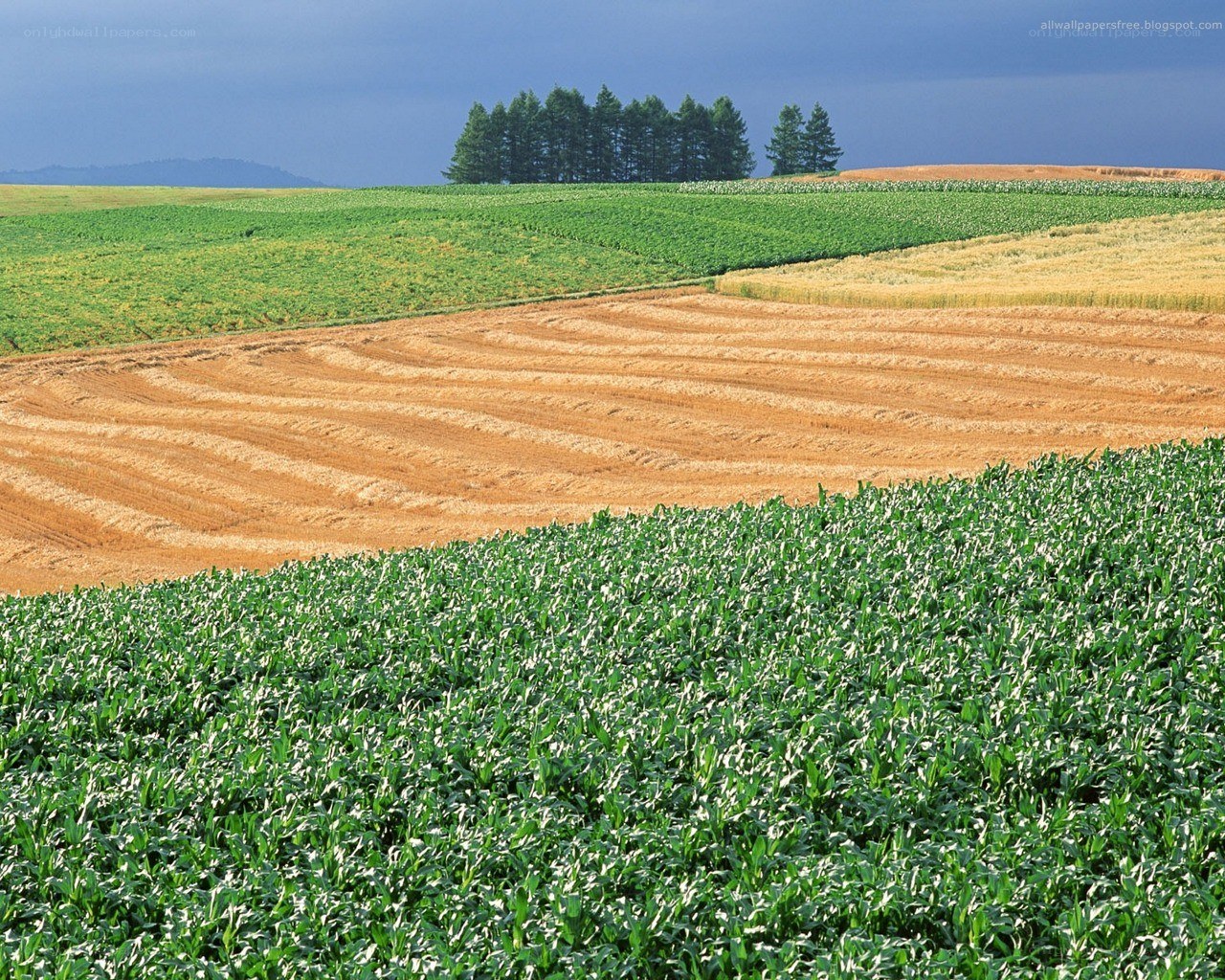 Rolling agricultural fields