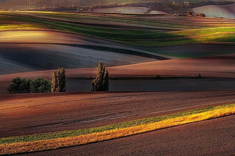 Rolling Farmland Fields — Brown, Serene