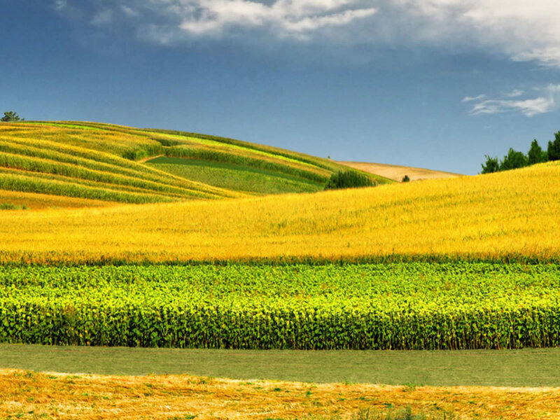 Rolling Farmland Fields