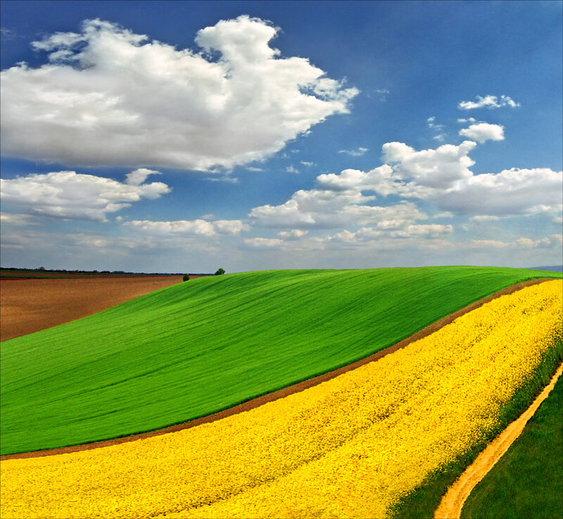 Rolling Fields of Crops — Green