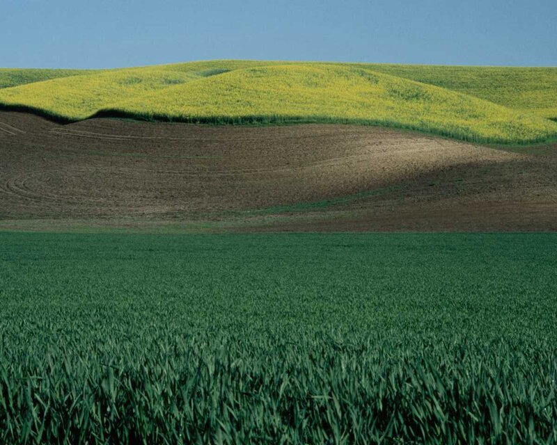Rolling Fields of Crops
