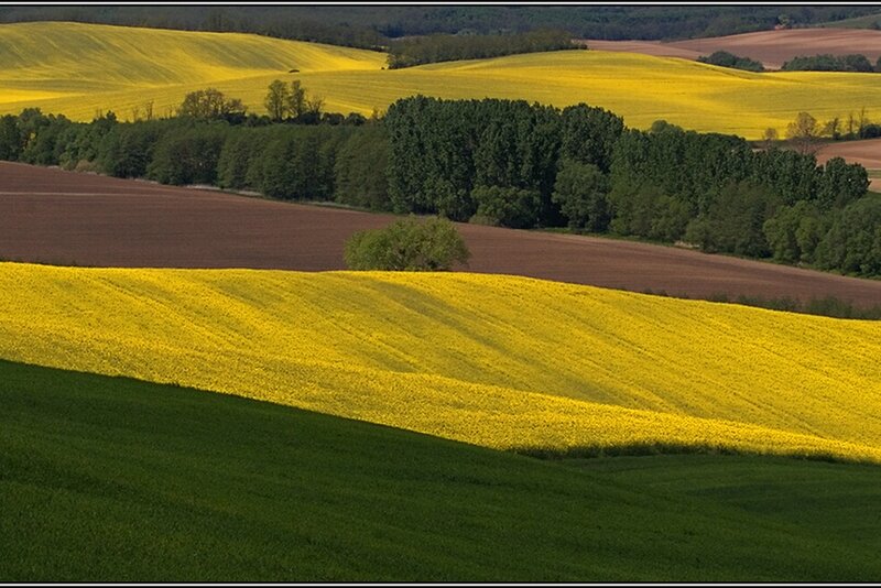 Rolling Fields of Rapeseed