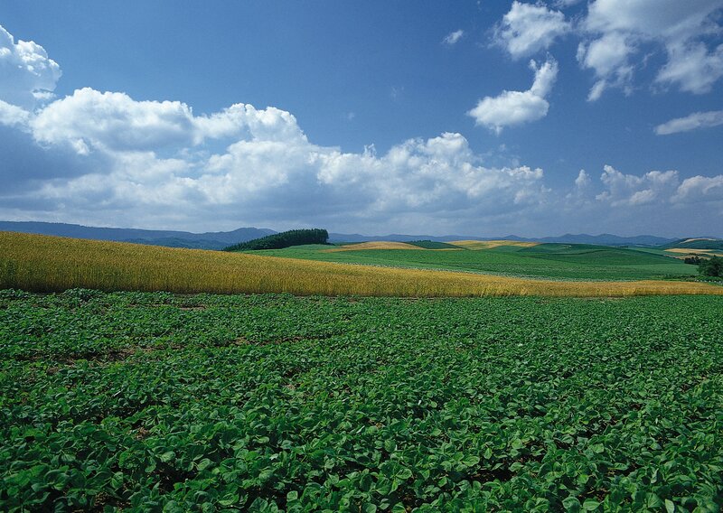 Rolling fields under blue sky