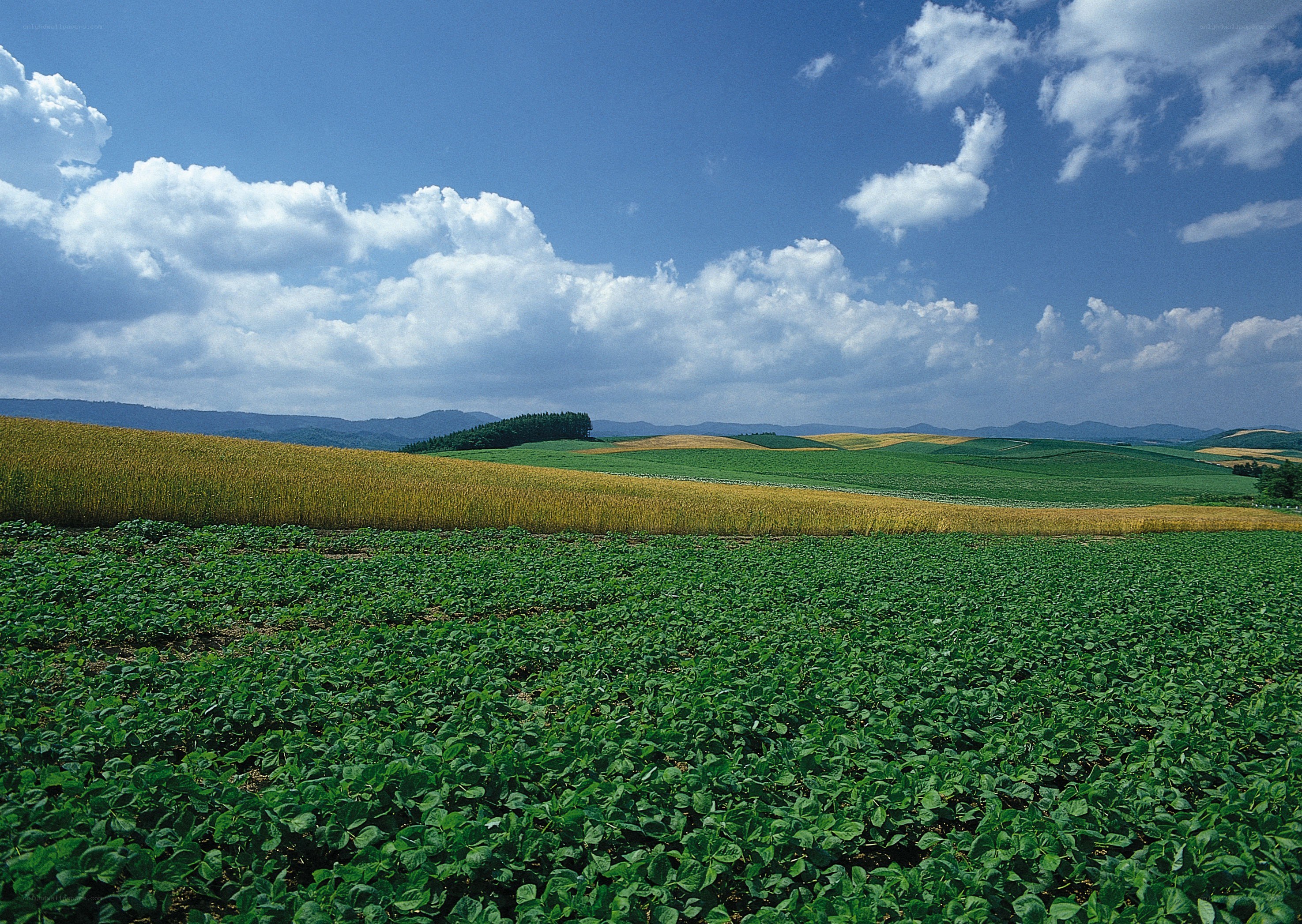 Rolling fields under blue sky