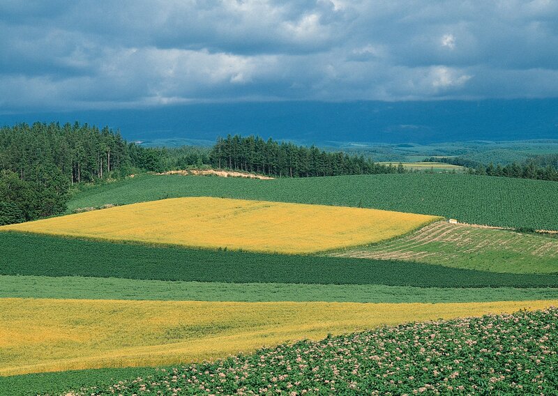 Rolling fields under cloudy sky