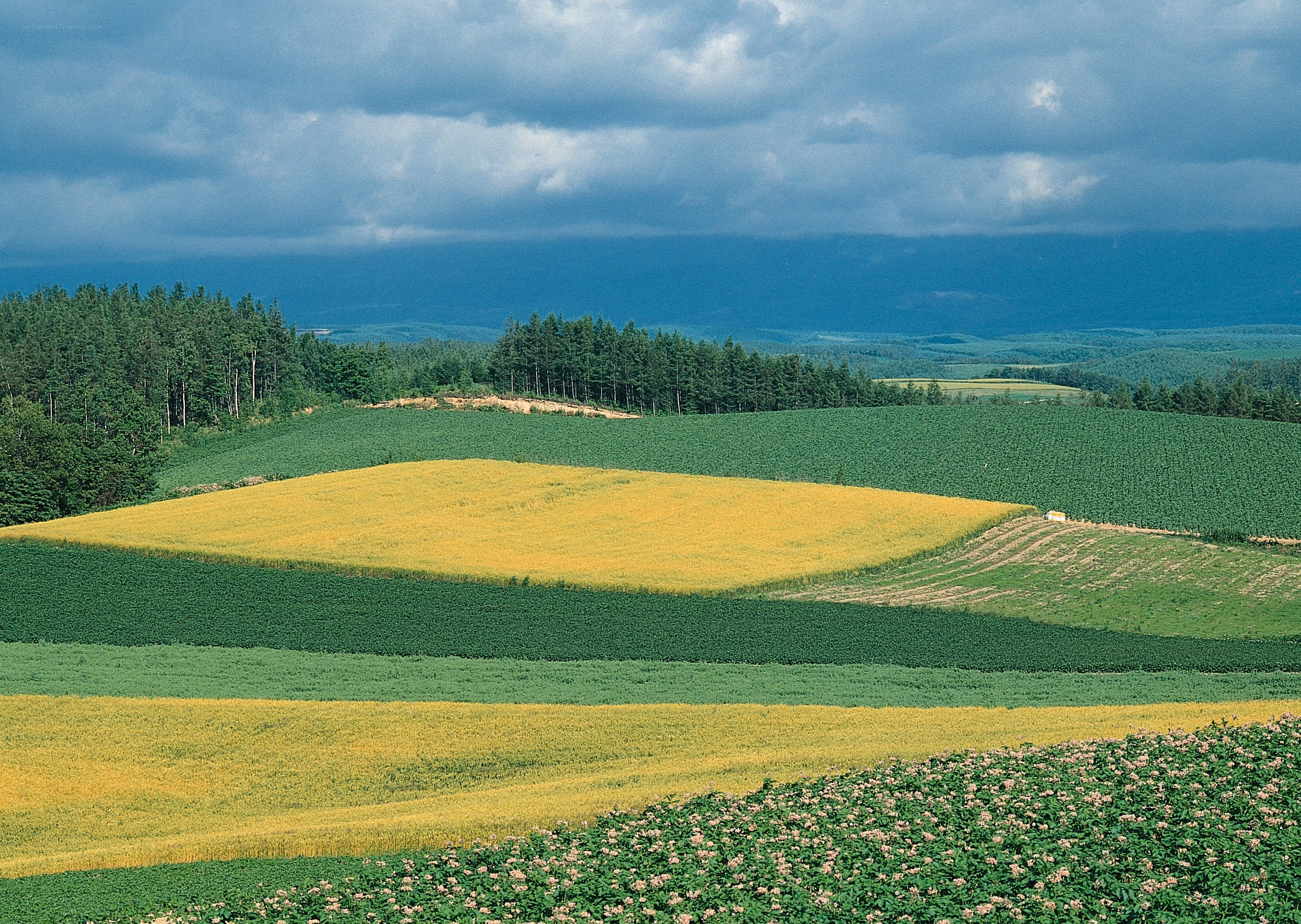 Rolling fields under cloudy sky