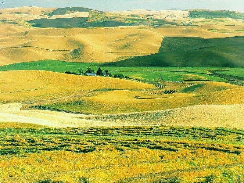 Rolling Golden Hills