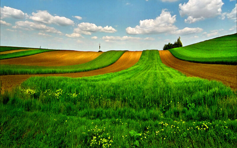 Rolling green and brown fields
