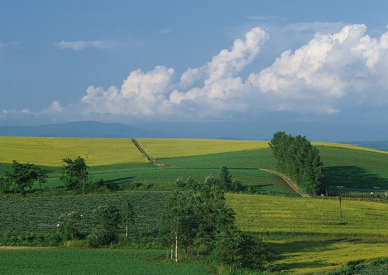 Rolling green and yellow fields