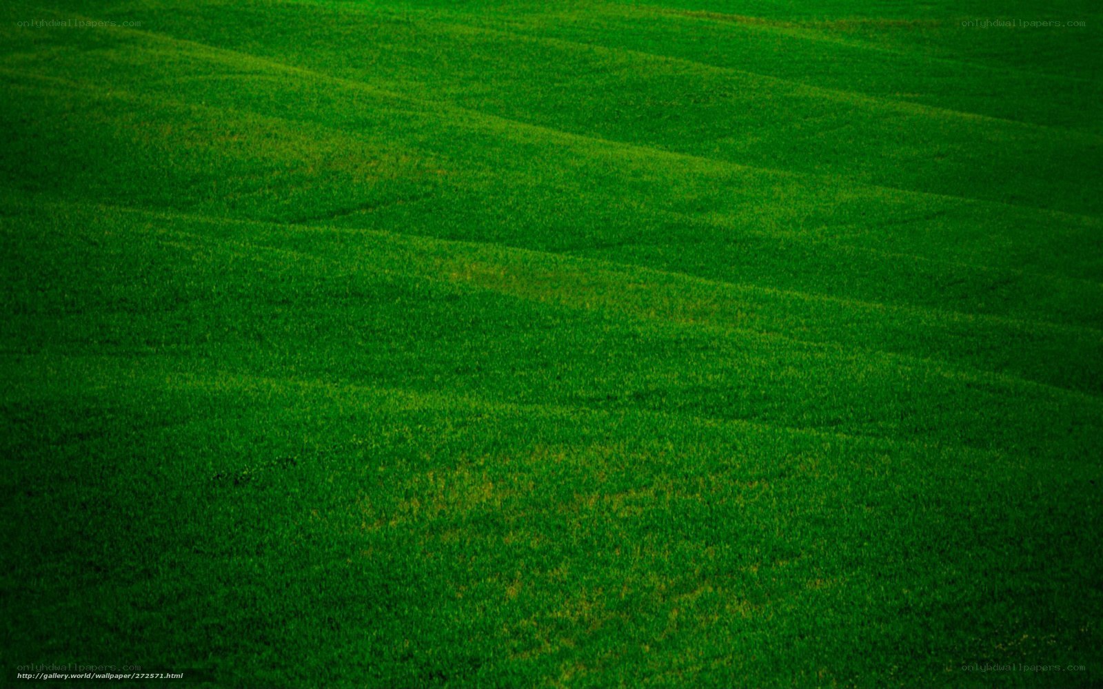 rolling green field