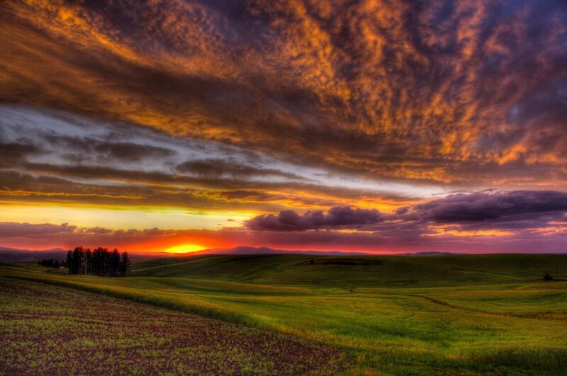 Rolling Green Fields at Sunset
