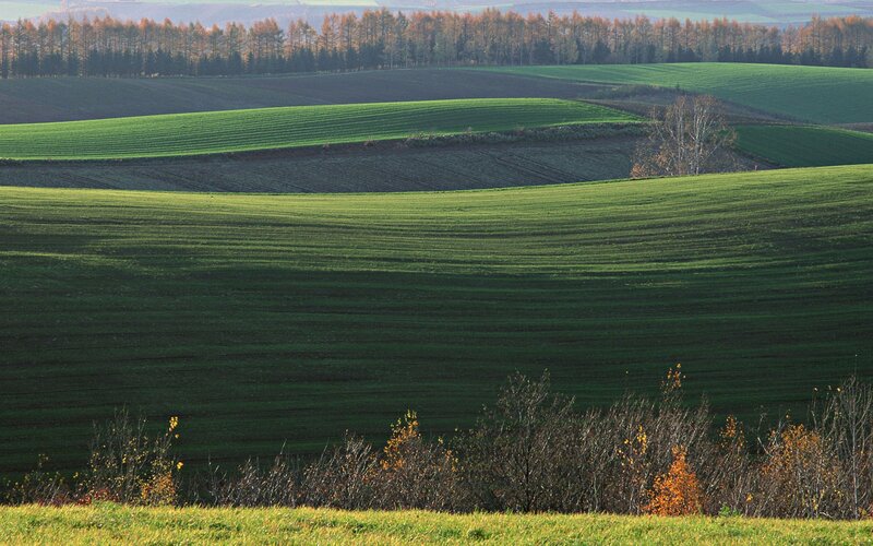 Rolling green fields in autumn