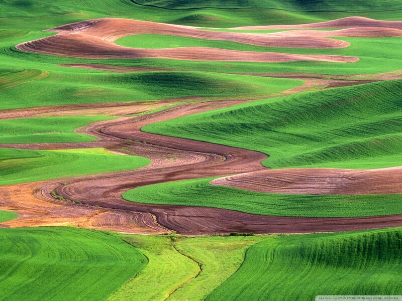 Rolling Green Fields — Serene, Afternoon, Photograph, Green Crops, Plowed Soil
