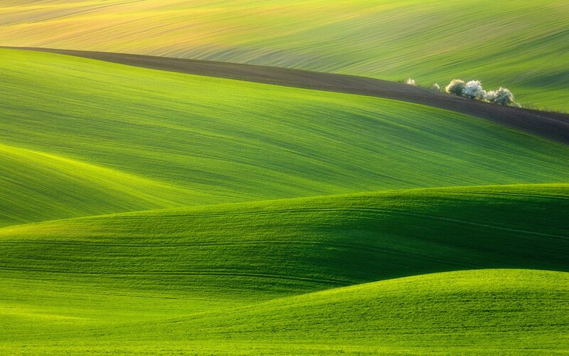 Rolling Green Fields — Serene, Morning, Photograph, Trees, Hills, Sunlight