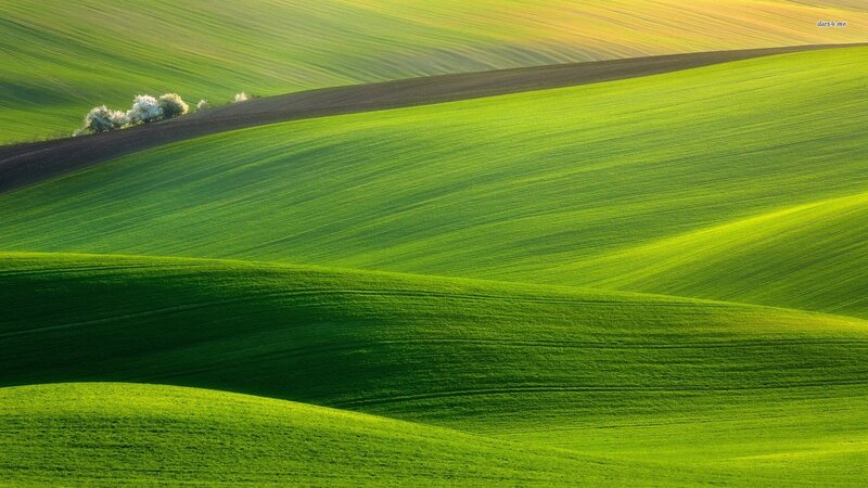 Rolling Green Fields — Serene, Morning, Photograph, Trees, Hills