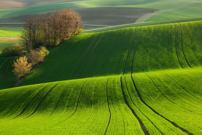 Rolling Green Fields — Serene, Morning, Photograph, Trees