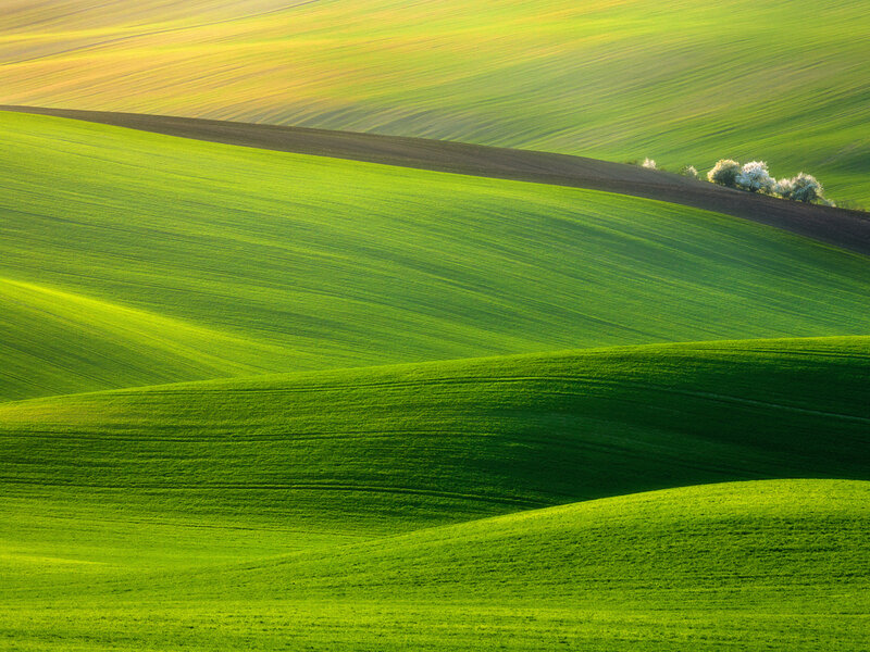Rolling Green Fields — Serene, Morning
