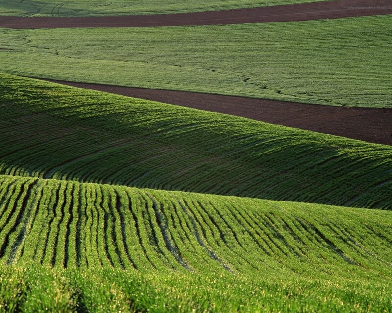 Rolling green fields