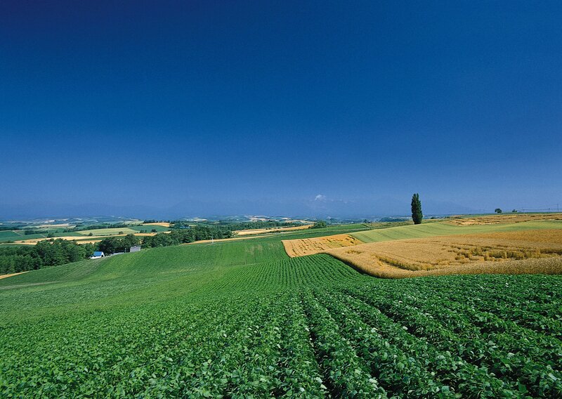Rolling green fields under blue sky