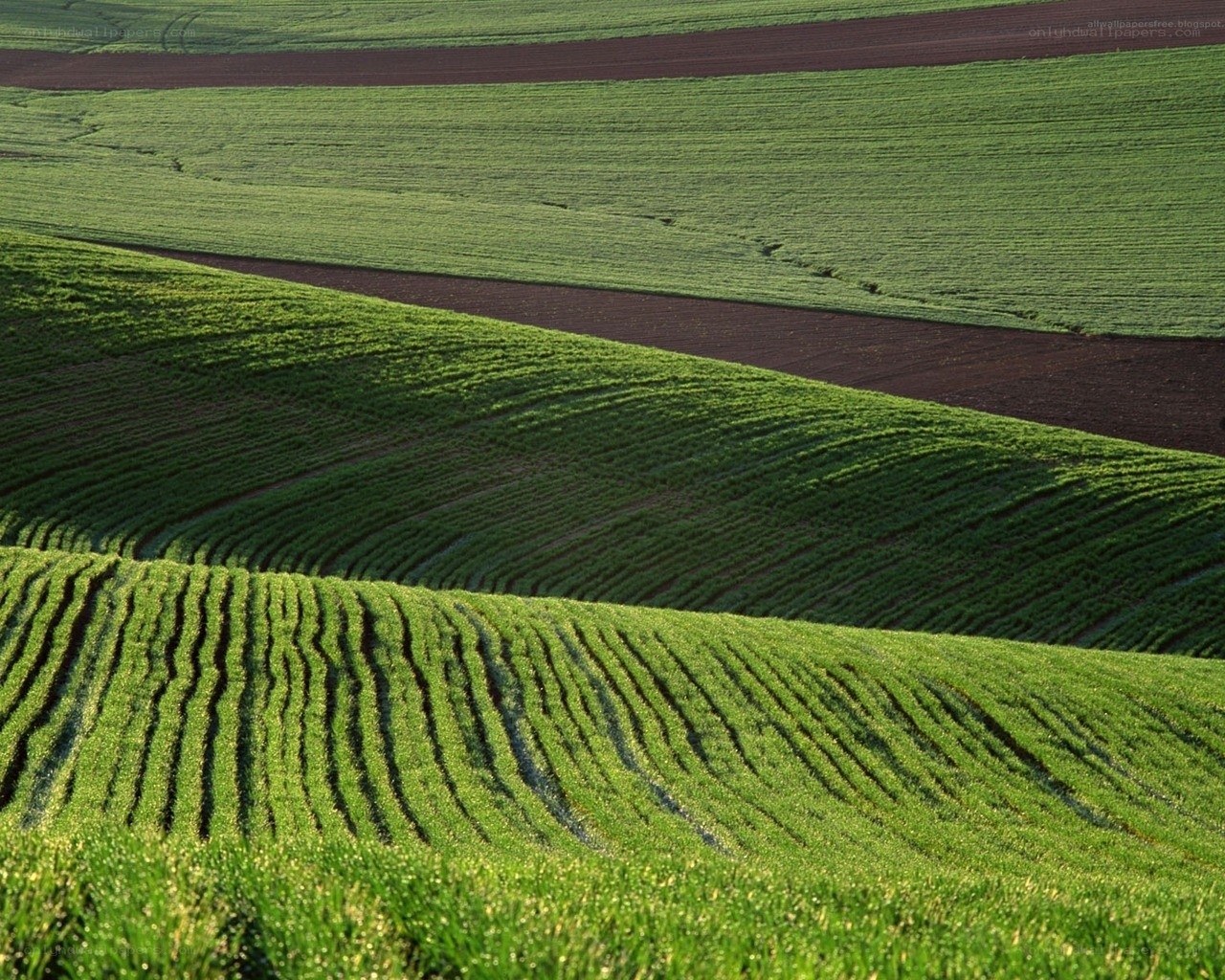 Rolling green fields
