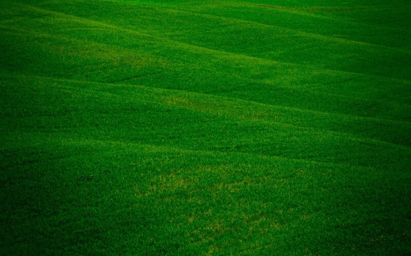 rolling green grass field