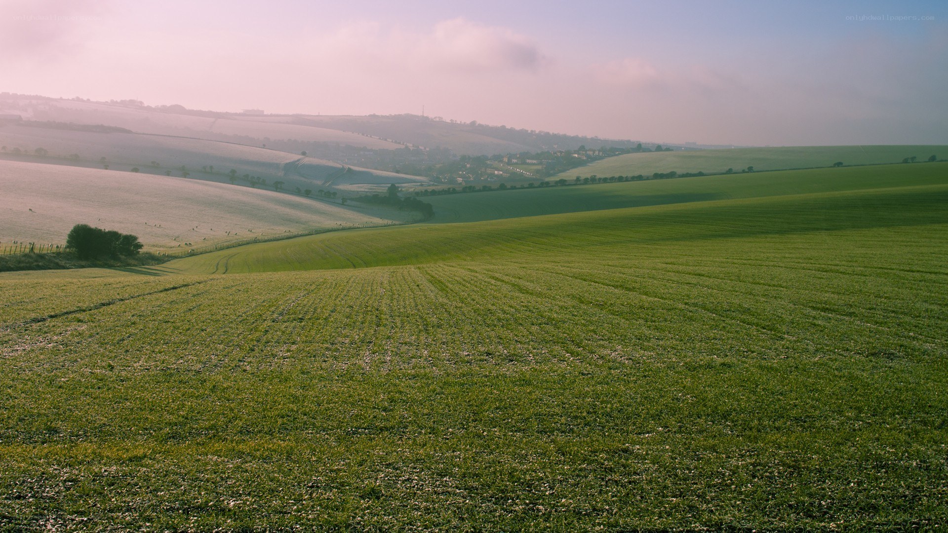 Rolling green hills at dawn