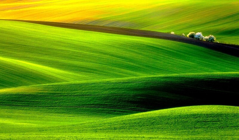 Rolling green hills at sunrise
