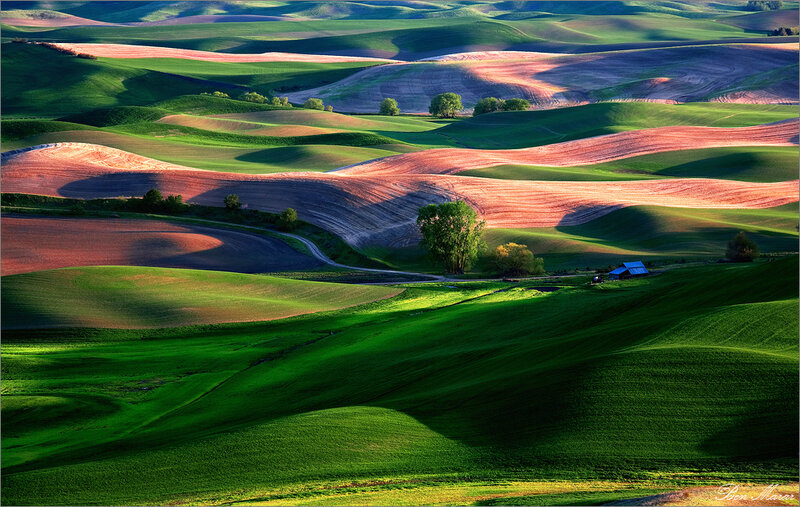 Rolling green hills at sunrise