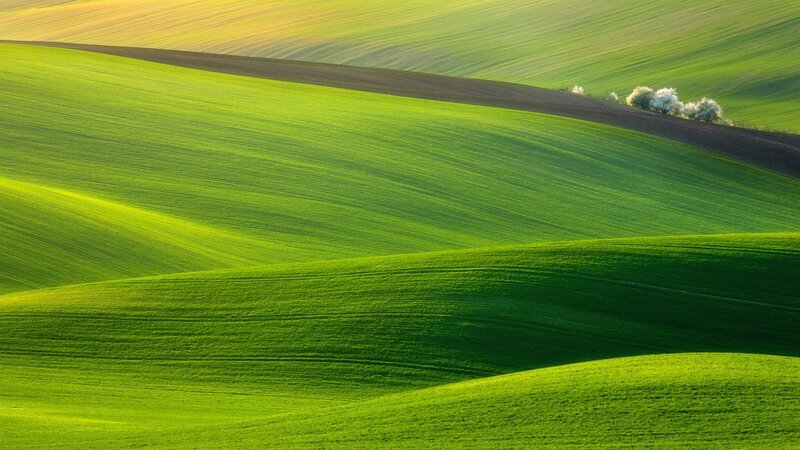 Rolling green hills at sunrise