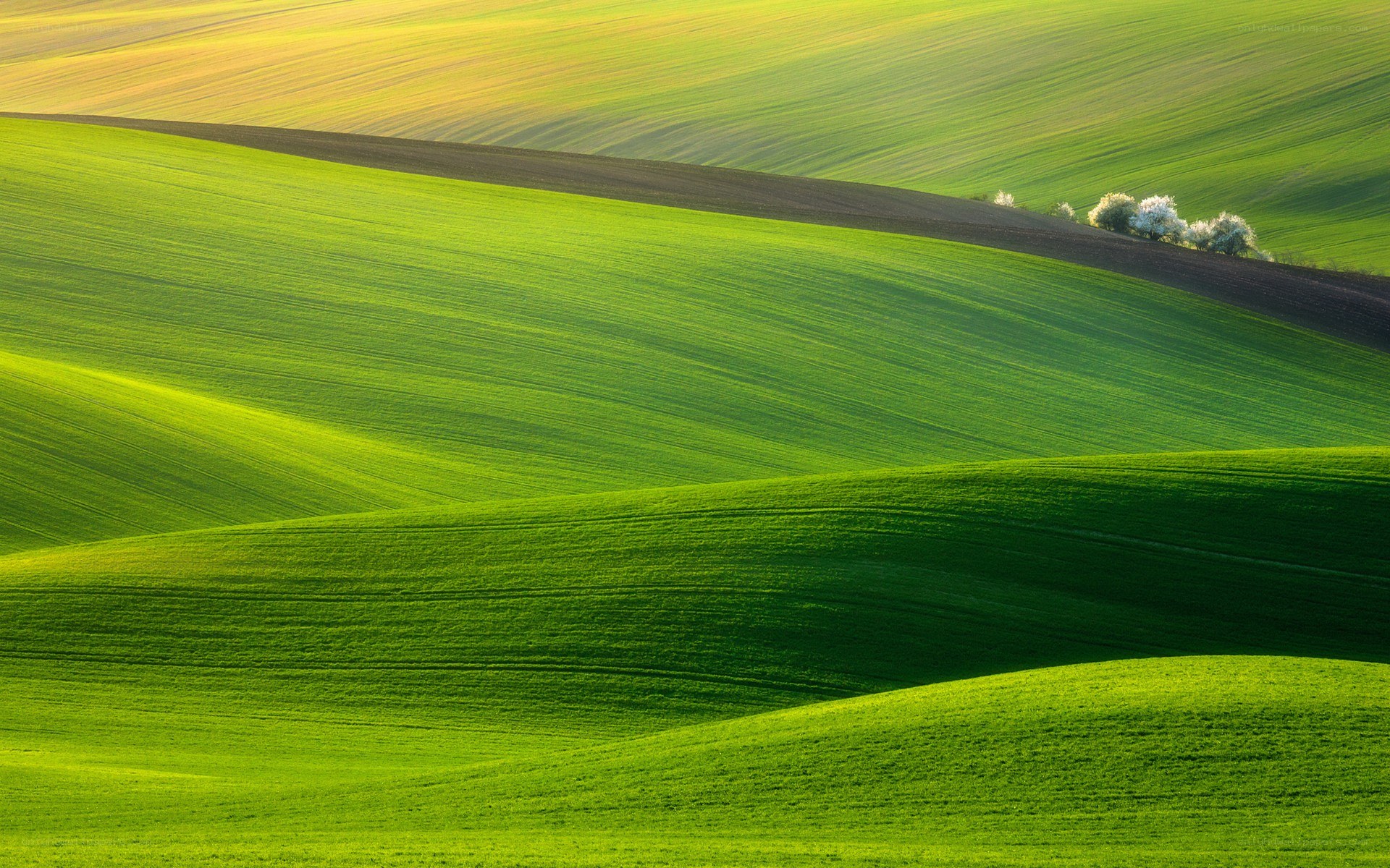 Rolling green hills at sunrise