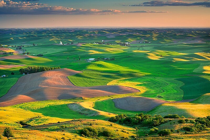 Rolling green hills at sunset