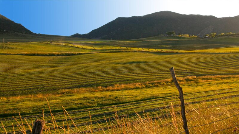 Rolling green hills at sunset