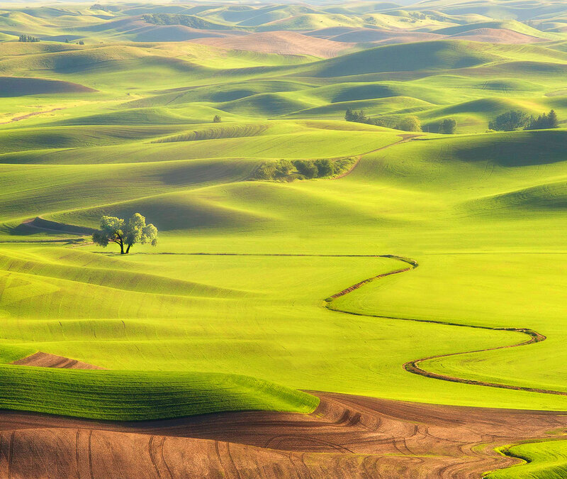 Rolling green hills landscape