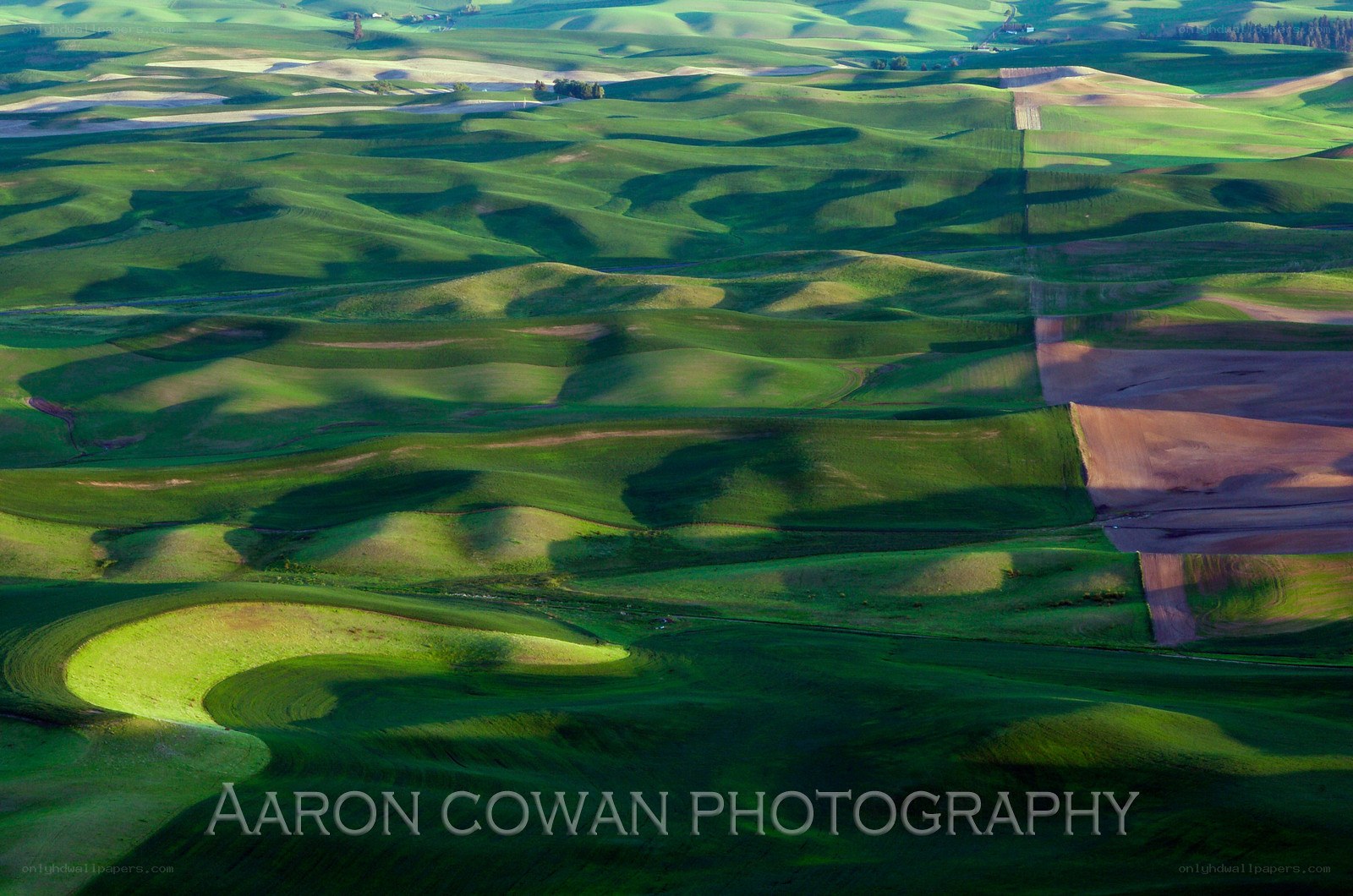 Rolling green hills landscape