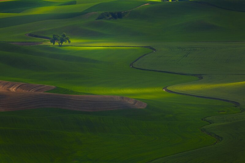 Rolling green hills landscape